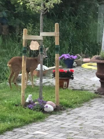 Onder de pannen Appartement Stavoren Buitenkant foto
